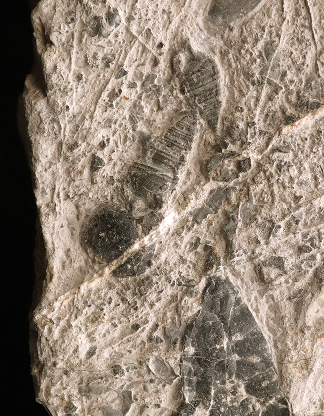 日本の地質学・古生物学の黎明期を支えた金生山産！腹足類オルトネマ（Orthonema）の母岩付き標本（その4）