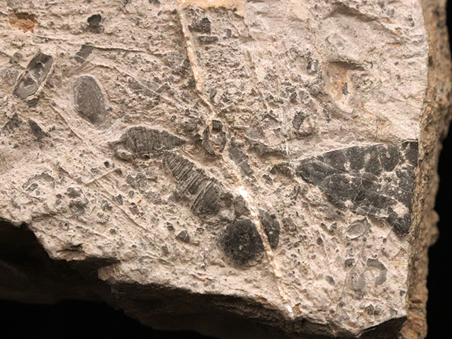 日本の地質学・古生物学の黎明期を支えた金生山産！腹足類オルトネマ（Orthonema）の母岩付き標本（その5）