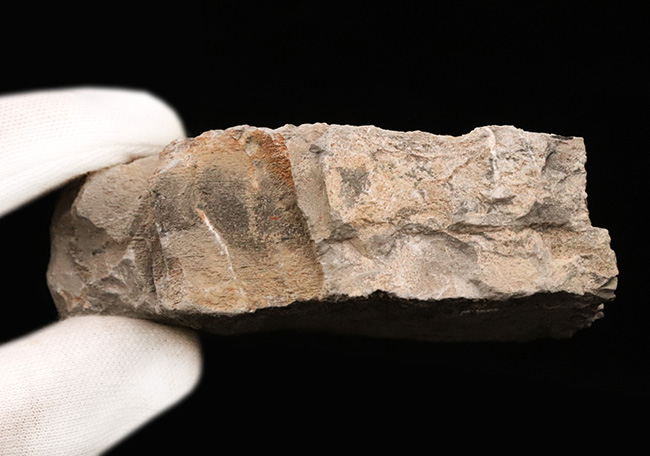 日本の地質学・古生物学の黎明期を支えた金生山産！腹足類オルトネマ（Orthonema）の母岩付き標本（その6）
