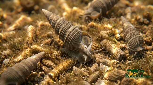 日本の地質学・古生物学の黎明期を支えた金生山産！腹足類オルトネマ（Orthonema）の母岩付き標本（その9）