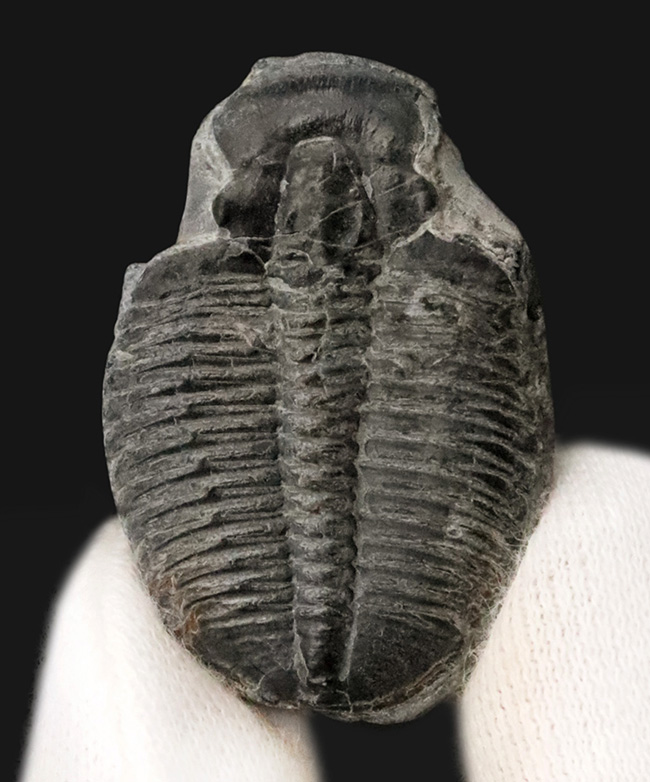 中央軸と13節の体節が明瞭に保存された約31ミリの大きめ個体！米国ユタ州産エルラシア・キンギ（Elrathia kingii）（その1）