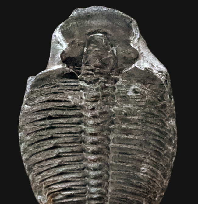 中央軸と13節の体節が明瞭に保存された約31ミリの大きめ個体！米国ユタ州産エルラシア・キンギ（Elrathia kingii）（その2）