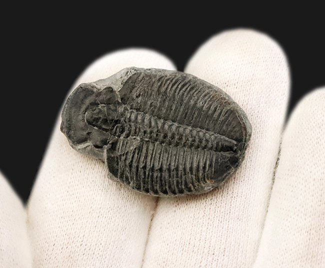 中央軸と13節の体節が明瞭に保存された約31ミリの大きめ個体！米国ユタ州産エルラシア・キンギ（Elrathia kingii）（その4）