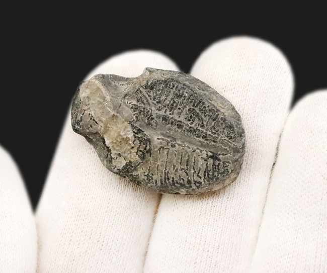 中央軸と13節の体節が明瞭に保存された約31ミリの大きめ個体！米国ユタ州産エルラシア・キンギ（Elrathia kingii）（その5）