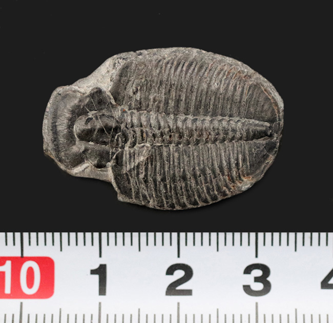 中央軸と13節の体節が明瞭に保存された約31ミリの大きめ個体！米国ユタ州産エルラシア・キンギ（Elrathia kingii）（その6）
