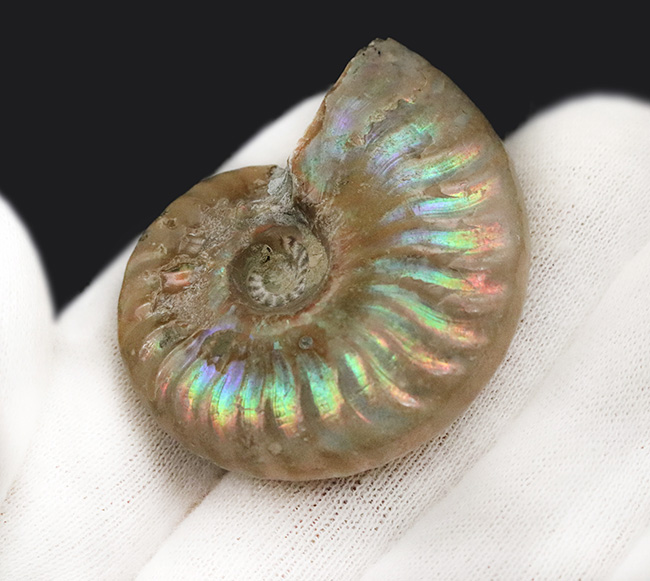 【まさに虹色！】希少なブルーも呈する、マダガスカル産アンモナイト「クレオニセラス（Cleoniceras）」（その4）