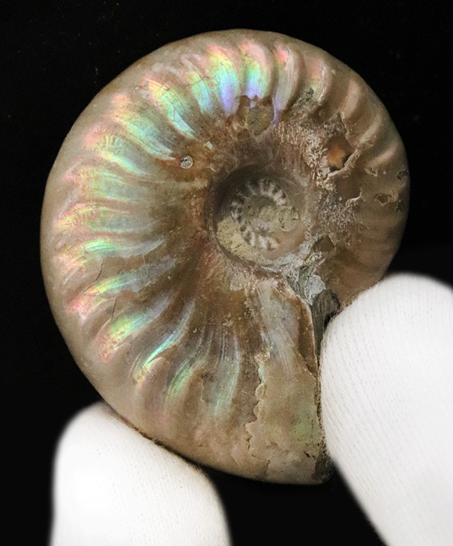 【まさに虹色！】希少なブルーも呈する、マダガスカル産アンモナイト「クレオニセラス（Cleoniceras）」（その6）