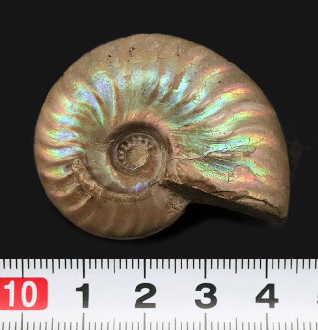【まさに虹色！】希少なブルーも呈する、マダガスカル産アンモナイト「クレオニセラス（Cleoniceras）」（その9）