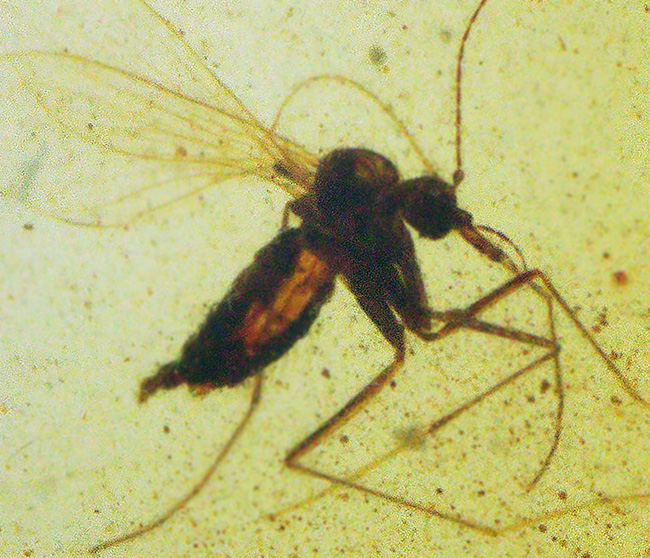 非常に透明度の高い琥珀に浮かぶユスリカと思しき羽虫……世界最古級の琥珀、バーマイト（Burmite）（その1）