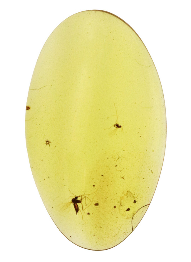 非常に透明度の高い琥珀に浮かぶユスリカと思しき羽虫……世界最古級の琥珀、バーマイト（Burmite）（その2）