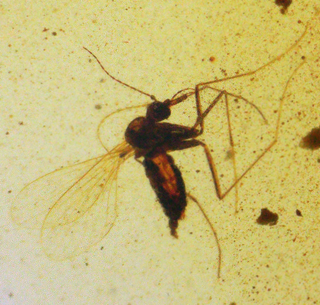 非常に透明度の高い琥珀に浮かぶユスリカと思しき羽虫……世界最古級の琥珀、バーマイト（Burmite）（その3）