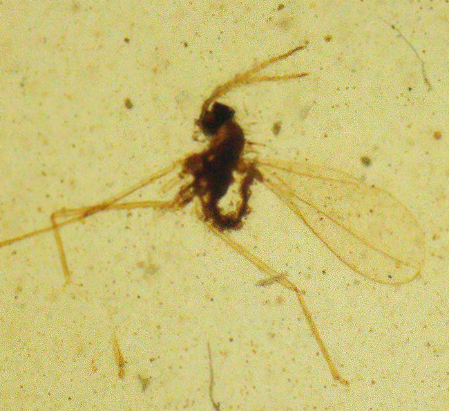 非常に透明度の高い琥珀に浮かぶユスリカと思しき羽虫……世界最古級の琥珀、バーマイト（Burmite）（その4）
