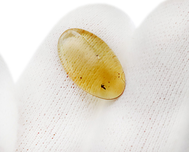 非常に透明度の高い琥珀に浮かぶユスリカと思しき羽虫……世界最古級の琥珀、バーマイト（Burmite）（その5）