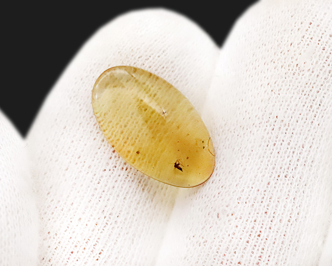 非常に透明度の高い琥珀に浮かぶユスリカと思しき羽虫……世界最古級の琥珀、バーマイト（Burmite）（その6）