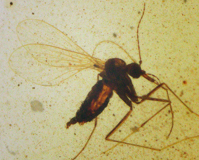 非常に透明度の高い琥珀に浮かぶユスリカと思しき羽虫……世界最古級の琥珀、バーマイト（Burmite）（その7）