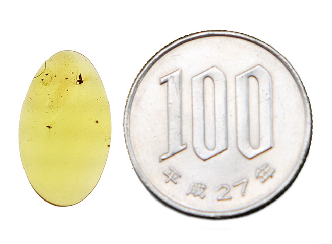 非常に透明度の高い琥珀に浮かぶユスリカと思しき羽虫……世界最古級の琥珀、バーマイト（Burmite）（その9）