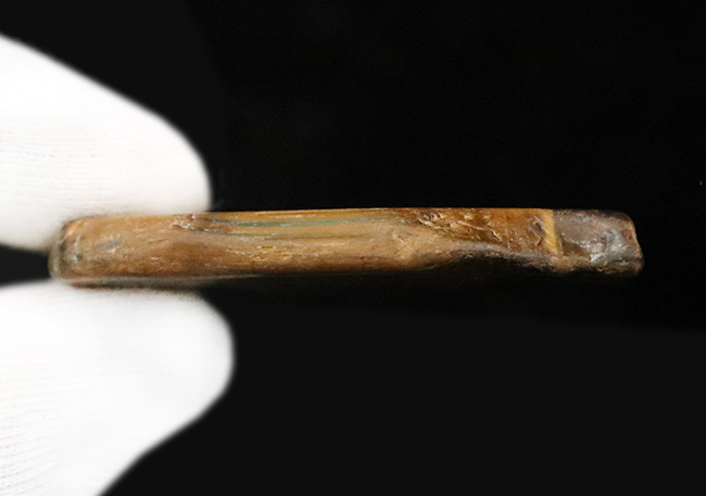 南アフリカ産タイガーアイ（Tiger's eye）／ブルーとブラウンが混在する薄板状標本、幾重にも重なる縞とシャトヤンシーにご注目（その7）