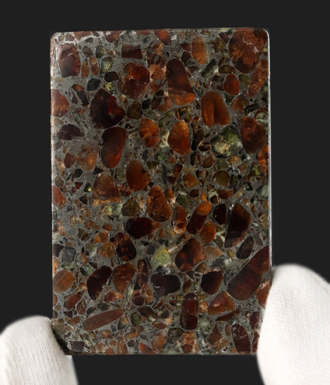 人気！６センチのスライス標本、石鉄隕石、パラサイト（その3）