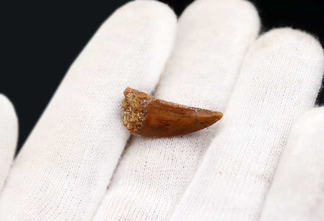ケムケム層から採集されるレアな獣脚類恐竜、アベリサウルス科