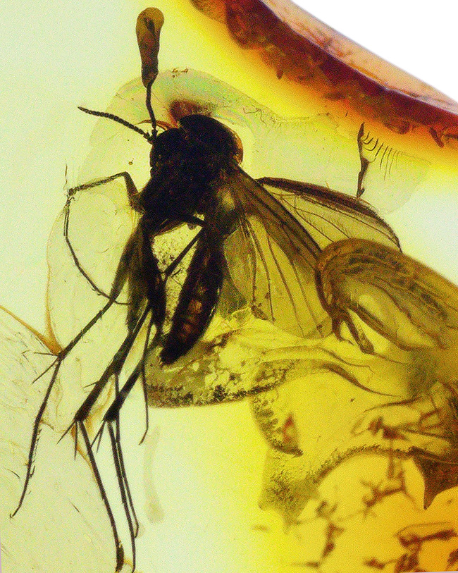 透明度高い！およそ４０００万年前に生息していたキノコバエ科の虫を内包した琥珀、バルティックアンバー（Amber）（その1）