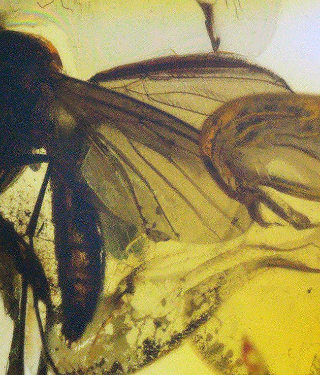 透明度高い!およそ4000万年前に生息していたキノコバエ科の虫を内包した琥珀、バルティックアンバー(Amber)(その2)
