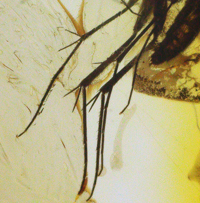 透明度高い!およそ4000万年前に生息していたキノコバエ科の虫を内包した琥珀、バルティックアンバー(Amber)(その3)