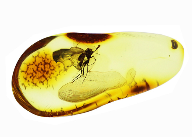 透明度高い！およそ４０００万年前に生息していたキノコバエ科の虫を内包した琥珀、バルティックアンバー（Amber）（その4）