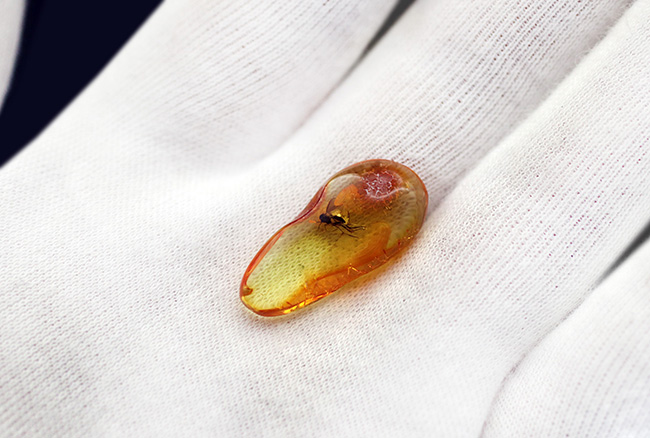 透明度高い!およそ4000万年前に生息していたキノコバエ科の虫を内包した琥珀、バルティックアンバー(Amber)(その5)