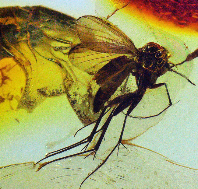 透明度高い！およそ４０００万年前に生息していたキノコバエ科の虫を内包した琥珀、バルティックアンバー（Amber）（その7）