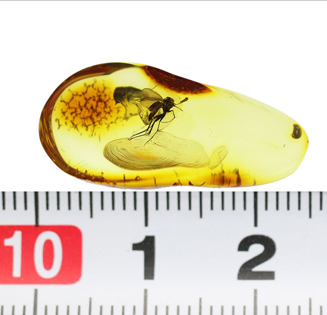 透明度高い!およそ4000万年前に生息していたキノコバエ科の虫を内包した琥珀、バルティックアンバー(Amber)(その8)
