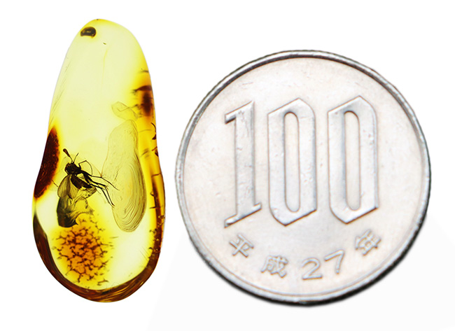 透明度高い！およそ４０００万年前に生息していたキノコバエ科の虫を内包した琥珀、バルティックアンバー（Amber）（その9）