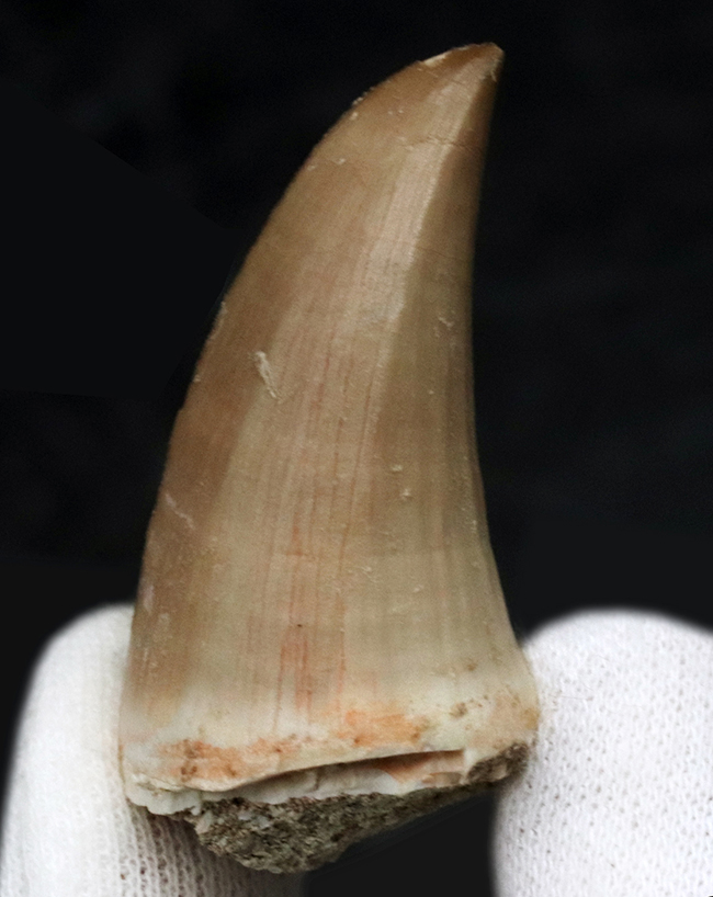 最高レベルの保存状態を維持!色白&ナチュラルなモササウルス(Mosasaurus)の歯化石(その1)