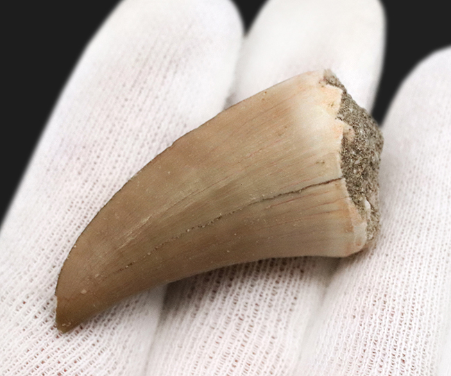 最高レベルの保存状態を維持!色白&ナチュラルなモササウルス(Mosasaurus)の歯化石(その3)