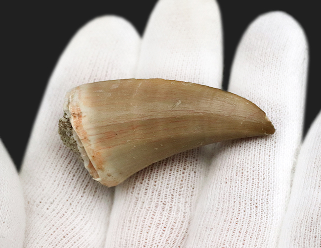 最高レベルの保存状態を維持!色白&ナチュラルなモササウルス(Mosasaurus)の歯化石(その4)
