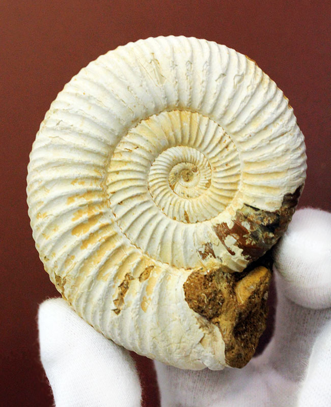 マダガスカル産代表するアンモナイト、ペリスフィンクテス(Perisphinctes sp.)の状態の良い標本(その1)