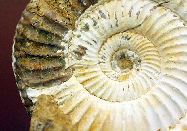 マダガスカル産代表するアンモナイト、ペリスフィンクテス(Perisphinctes sp.)の状態の良い標本(その10)
