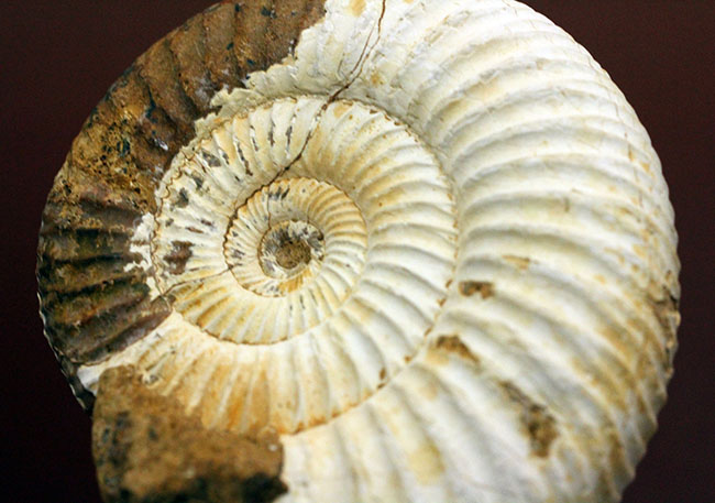 マダガスカル産代表するアンモナイト、ペリスフィンクテス(Perisphinctes sp.)の状態の良い標本(その12)
