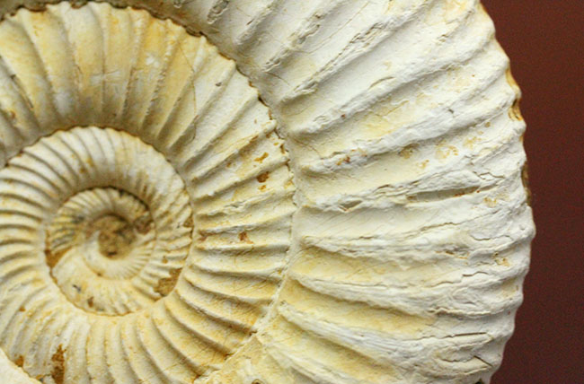 マダガスカル産代表するアンモナイト、ペリスフィンクテス(Perisphinctes sp.)の状態の良い標本(その13)