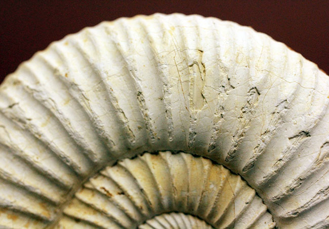 マダガスカル産代表するアンモナイト、ペリスフィンクテス(Perisphinctes sp.)の状態の良い標本(その14)