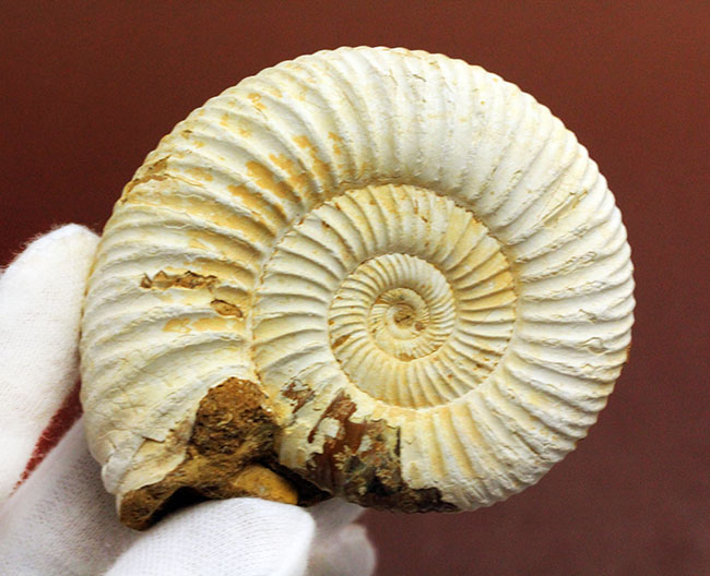 マダガスカル産代表するアンモナイト、ペリスフィンクテス(Perisphinctes sp.)の状態の良い標本(その15)