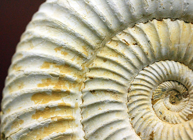 マダガスカル産代表するアンモナイト、ペリスフィンクテス(Perisphinctes sp.)の状態の良い標本(その16)