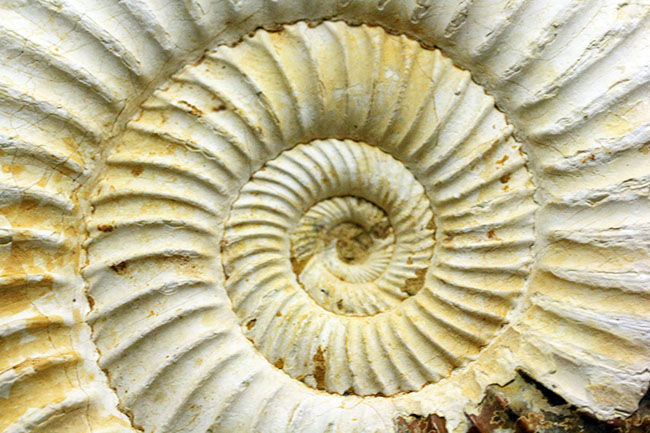 マダガスカル産代表するアンモナイト、ペリスフィンクテス(Perisphinctes sp.)の状態の良い標本(その17)