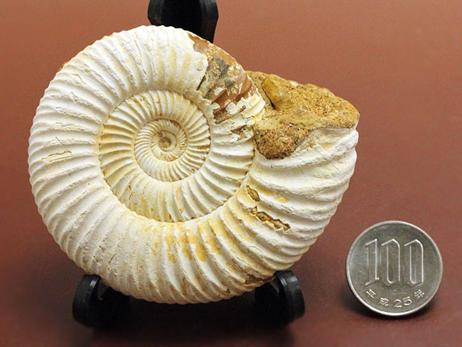マダガスカル産代表するアンモナイト、ペリスフィンクテス(Perisphinctes sp.)の状態の良い標本(その18)
