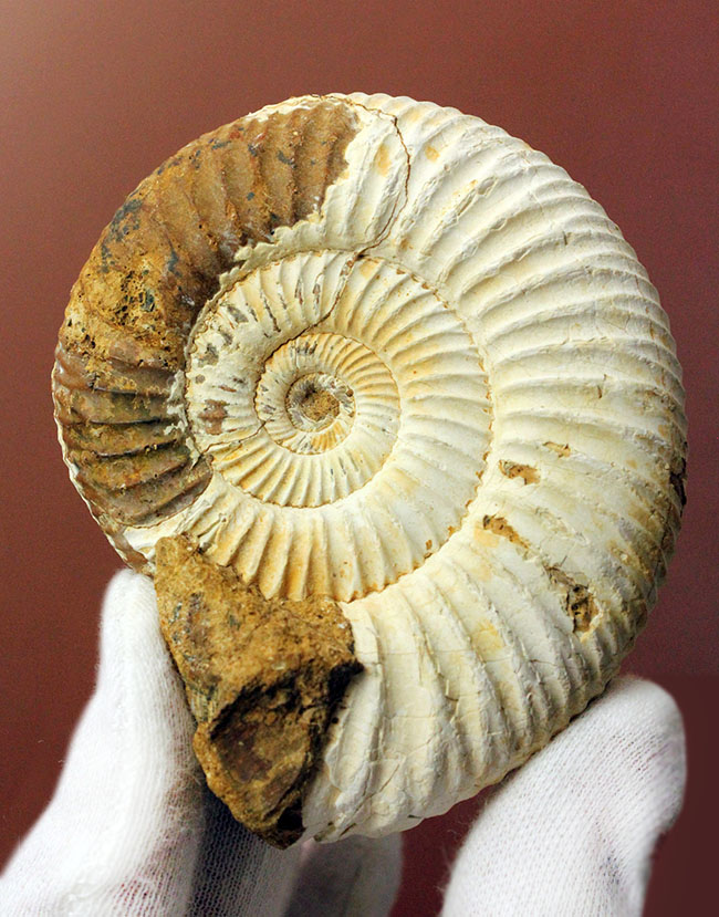 マダガスカル産代表するアンモナイト、ペリスフィンクテス(Perisphinctes sp.)の状態の良い標本(その2)