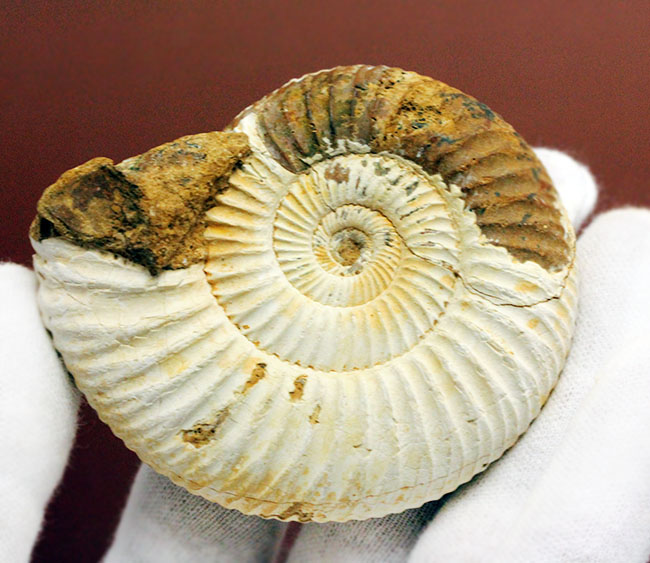 マダガスカル産代表するアンモナイト、ペリスフィンクテス(Perisphinctes sp.)の状態の良い標本(その3)