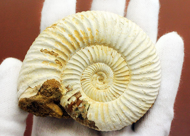 マダガスカル産代表するアンモナイト、ペリスフィンクテス(Perisphinctes sp.)の状態の良い標本(その4)