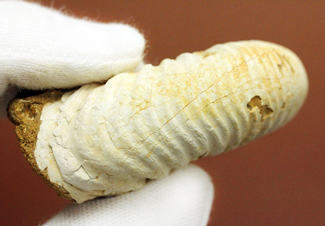 マダガスカル産代表するアンモナイト、ペリスフィンクテス(Perisphinctes sp.)の状態の良い標本(その8)