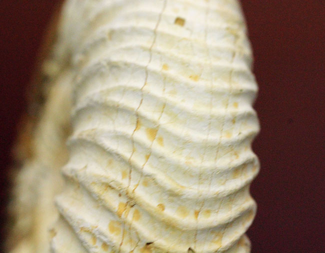 マダガスカル産代表するアンモナイト、ペリスフィンクテス(Perisphinctes sp.)の状態の良い標本(その9)
