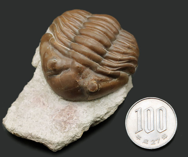濃いキャラメル色、ロシアのオルドビス紀の地層から採集された三葉虫、アサフス・ロブスタス(Asaphus robustus )(その10)