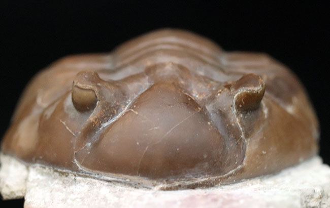 濃いキャラメル色、ロシアのオルドビス紀の地層から採集された三葉虫、アサフス・ロブスタス（Asaphus robustus ）（その2）